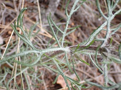 Ipomopsis aggregata, photographed by Shane Johnson