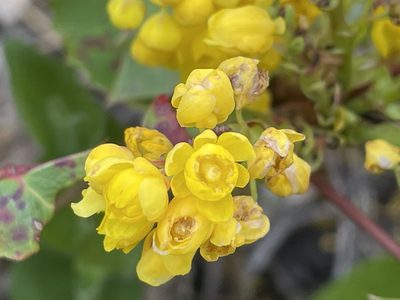 Berberis repens, photographed by Henrik Kibak