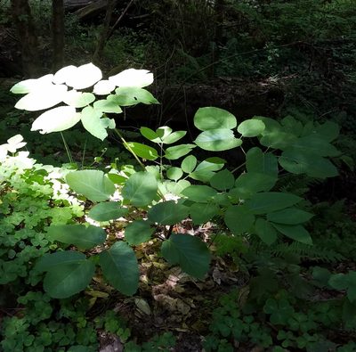 Aralia californica, photographed by Rupert Clayton