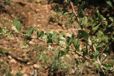 Gymnosporia glaucophylla, photographed by Wynand Uys