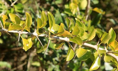 Canthium armatum, photographed by Wynand Uys