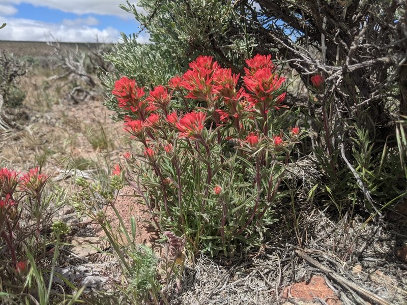 Castilleja chromosa, photographed by Edward Cope