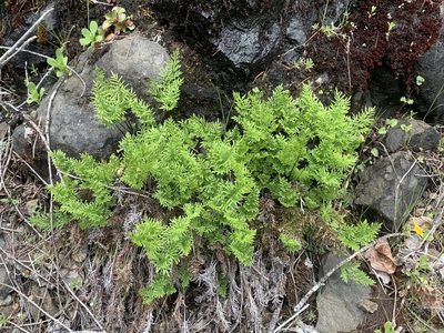 Aspidotis densa, photographed by Kate Manning