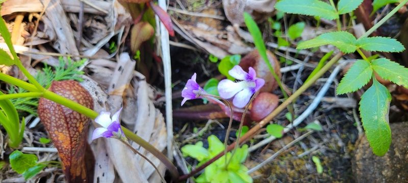 Pinguicula macroceras, photographed by Amthinkia