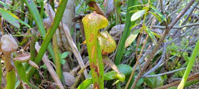 Darlingtonia californica
