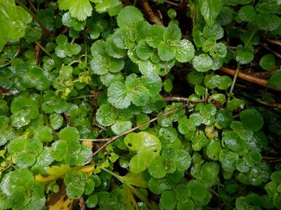 Chrysosplenium oppositifolium, photographed by Karen Fry
