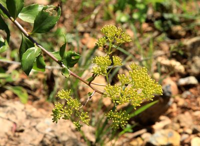 Senecio pleistocephalus, photographed by Wynand Uys