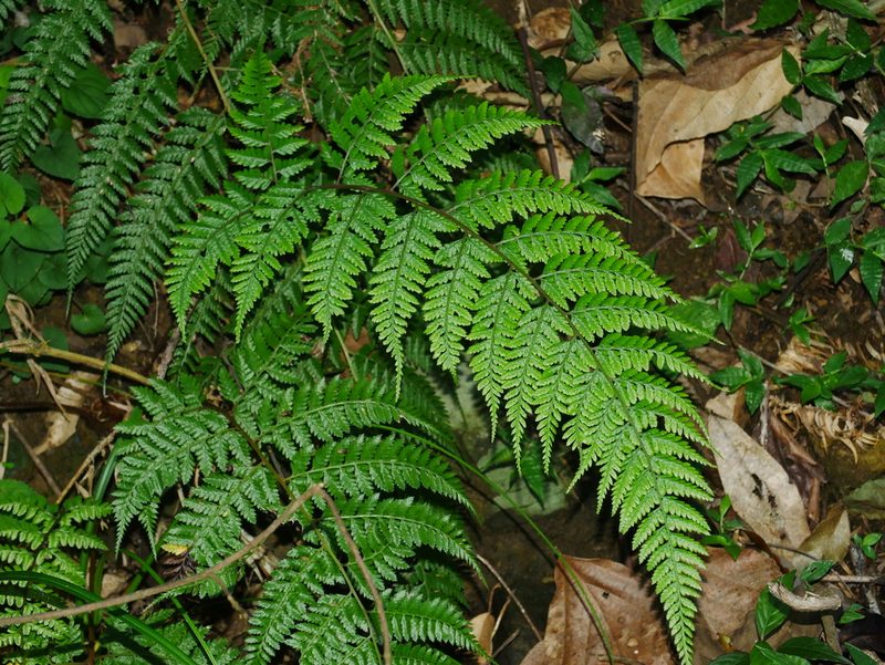 Athyrium drepanopteron, photographed by Jacy Chen