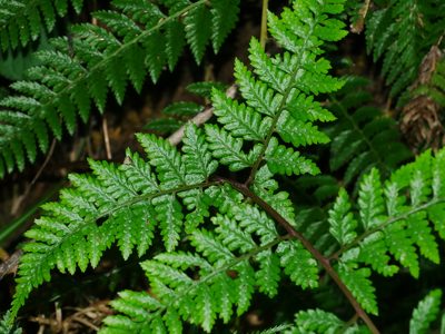 Athyrium drepanopteron, photographed by Jacy Chen