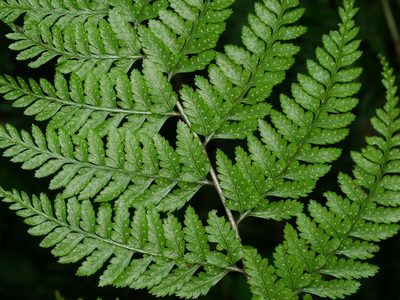 Athyrium drepanopteron, photographed by Jacy Chen