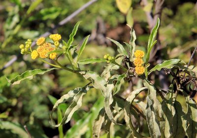 Psiadia punctulata, photographed by Wynand Uys