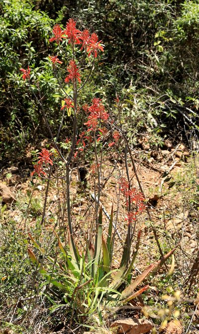 Aloe branddraaiensis, photographed by Wynand Uys