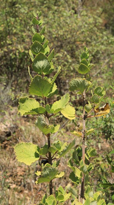 Tetradenia galpinii, photographed by Wynand Uys