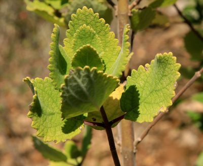 Tetradenia galpinii, photographed by Wynand Uys