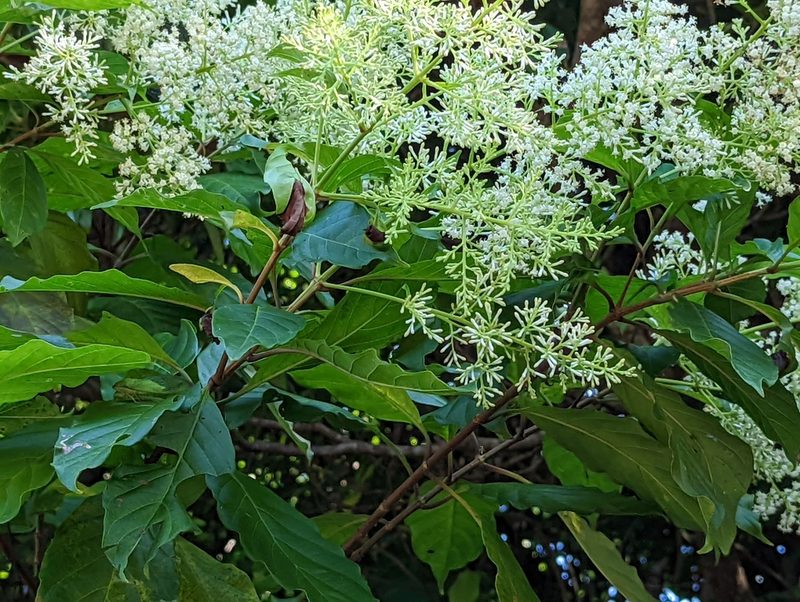 Wendlandia formosana, photographed by jackywu