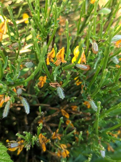 Cytisus oromediterraneus, photographed by Denys Vynokurov