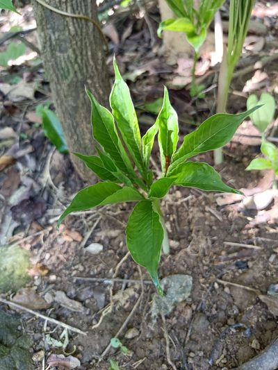 Amorphophallus henryi, photographed by 五色鳥