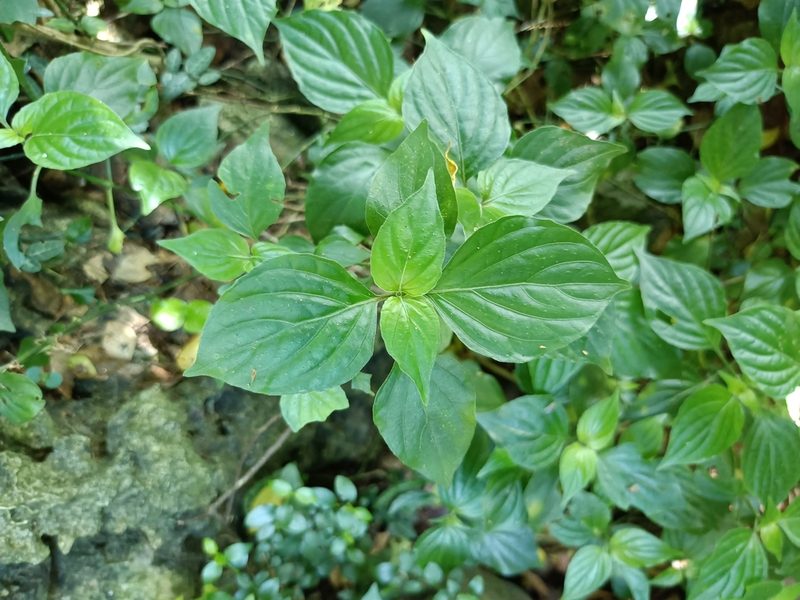 Dicliptera chinensis, photographed by 五色鳥