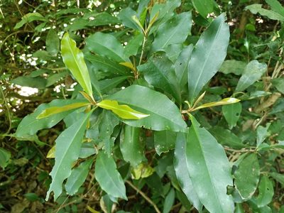 Ardisia sieboldii, photographed by 五色鳥