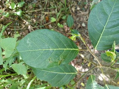 Ficus septica