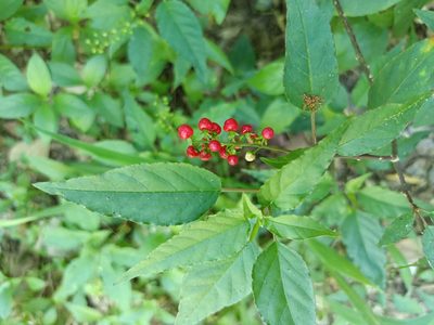 Rivina humilis, photographed by 五色鳥