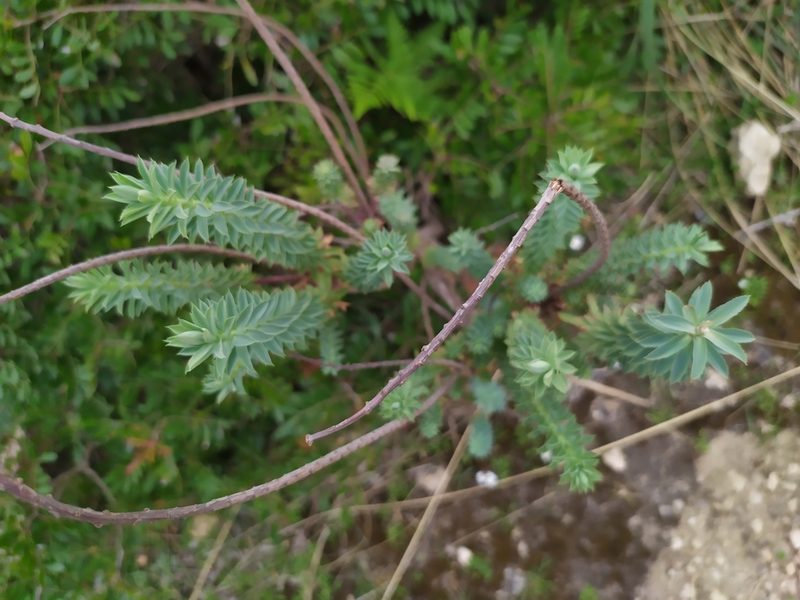 Euphorbia pithyusa, photographed by carnifex