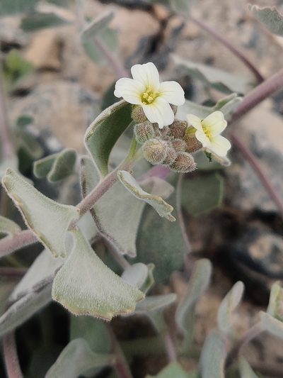 Christolea crassifolia, photographed by Name
