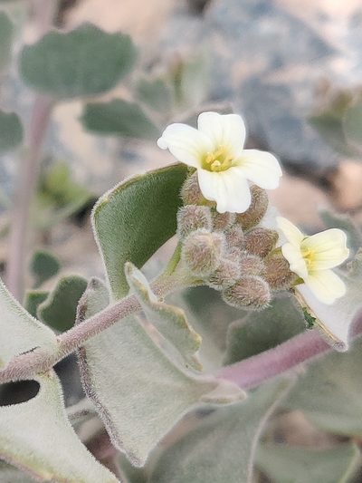 Christolea crassifolia, photographed by Name