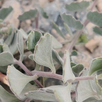 Christolea crassifolia, photographed by Name