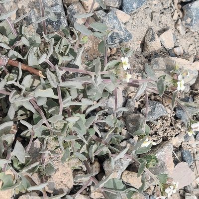 Christolea crassifolia, photographed by Name
