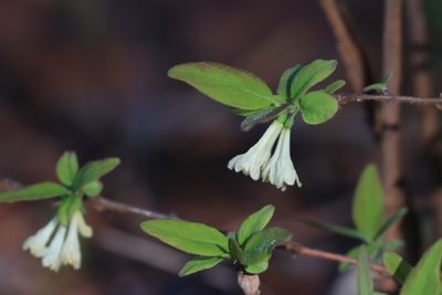 Lonicera caerulea, photographed by Константин Селивёрстов