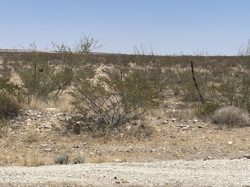 Larrea tridentata, photographed by CK2AZ