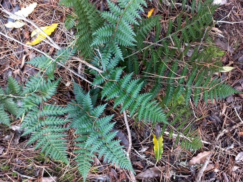Polystichum oculatum, photographed by Mike Bowie
