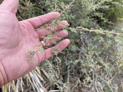 Mimosa texana, photographed by CK2AZ