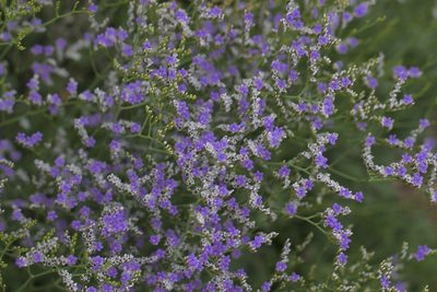Limonium ramosissimum, photographed by John Hibbard