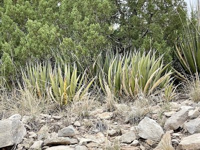 Agave lechuguilla, photographed by CK2AZ