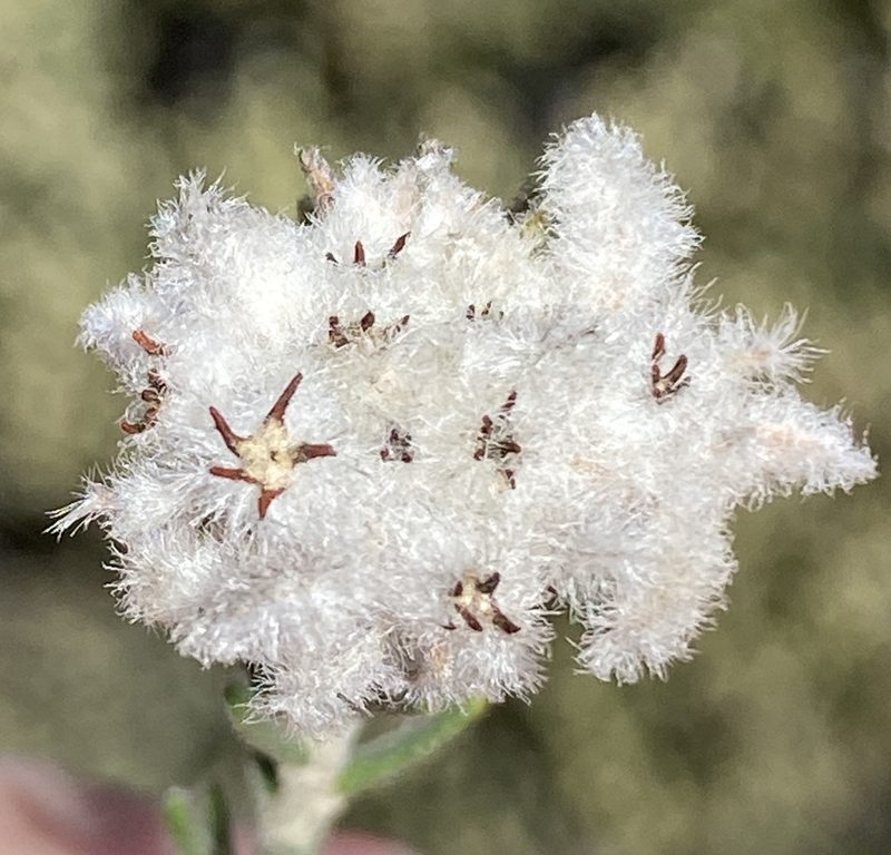 Phylica levynsiae, photographed by Dave U
