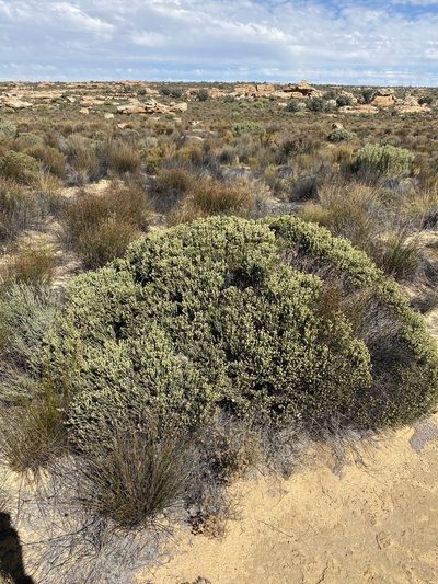 Phylica levynsiae, photographed by Dave U
