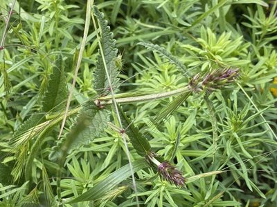 Betonica officinalis, photographed by David Lazarus