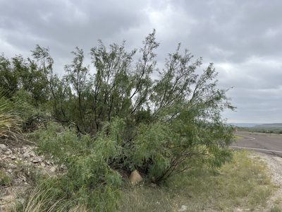 Neltuma glandulosa