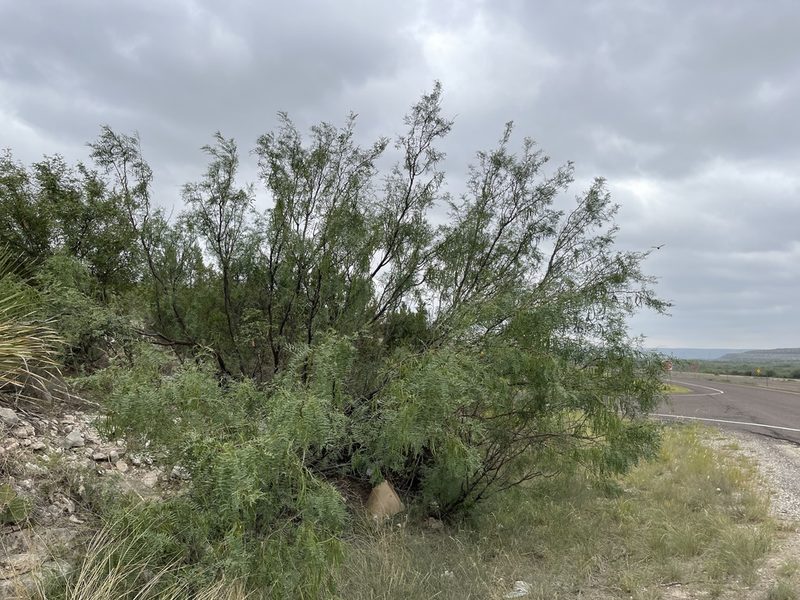 Neltuma glandulosa, photographed by CK2AZ