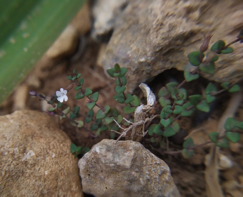 Micromeria filiformis, photographed by carnifex