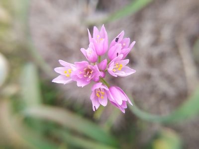 Allium roseum, photographed by carnifex
