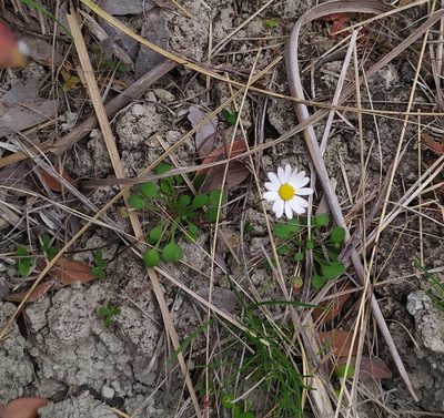 Bellium bellidioides, photographed by carnifex