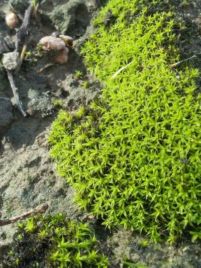 Syntrichia antarctica, photographed by insiderelic