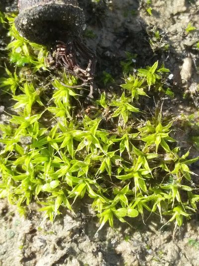 Syntrichia antarctica, photographed by insiderelic