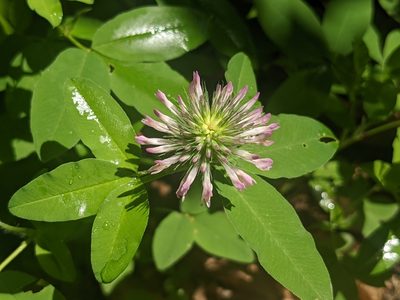 Trifolium medium, photographed by Zoltán Stekkelpak