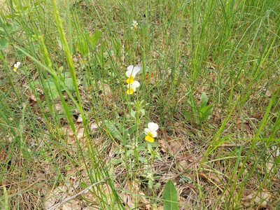 Viola tricolor, photographed by Tomas Pocius