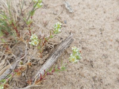 Scleranthus perennis, photographed by Tomas Pocius