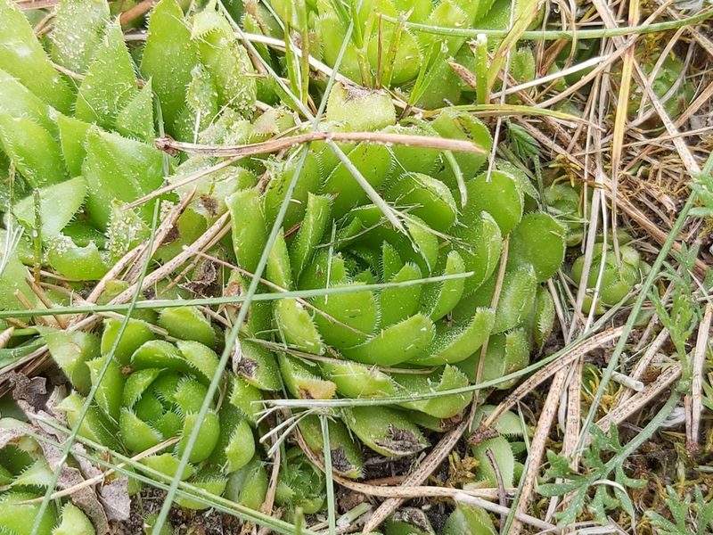 Sempervivum globiferum, photographed by Tomas Pocius